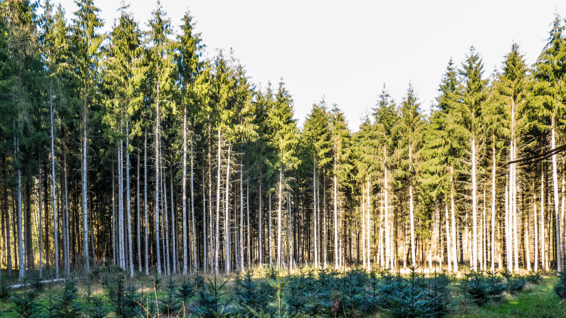 EC proposes to improve resilience of European forests